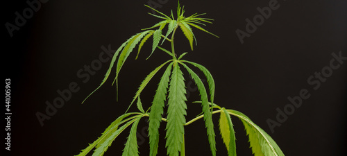 Marijuana leaf, cannabis in the hand of a laboratory assistant for researching the medicinal properties of a plant