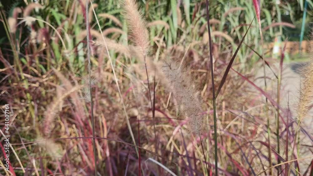 Spikes of grasses in a dry garden Spikes of grasses in a dry garden