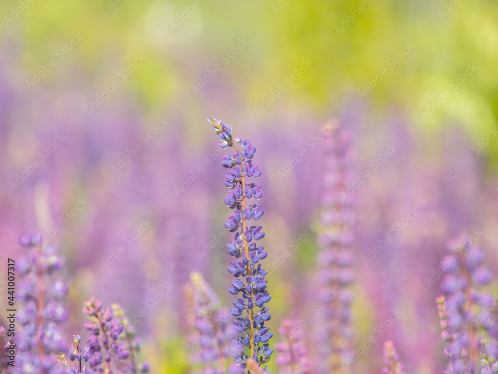 Naklejka premium field of blooming lupines