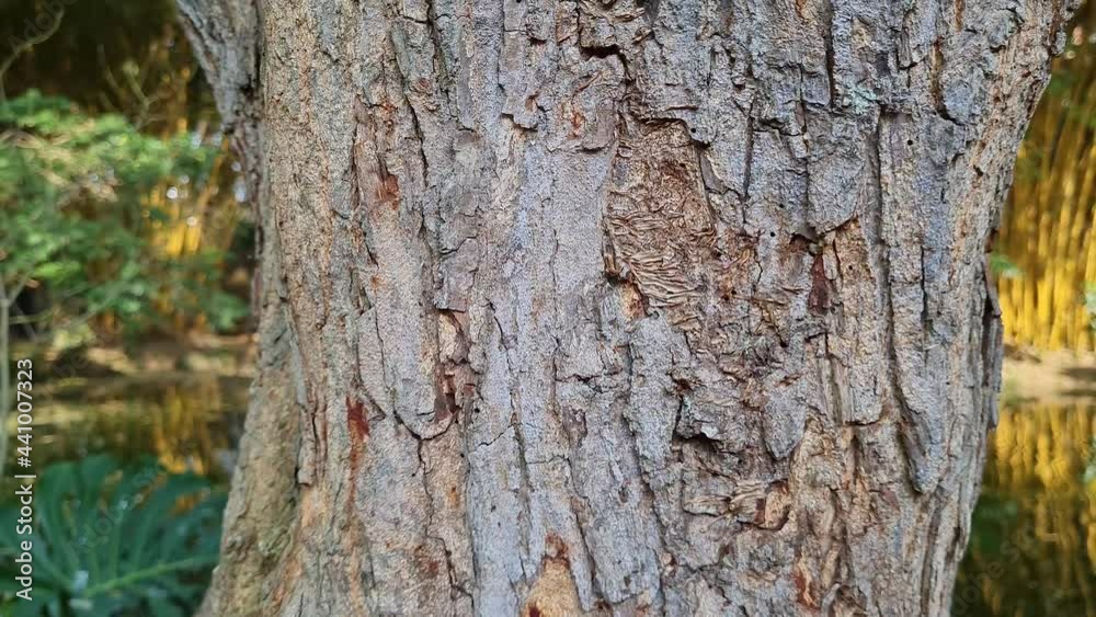 Bark of a tree hiding butterfly caterpillars Bark of a tree hiding butterfly caterpillars