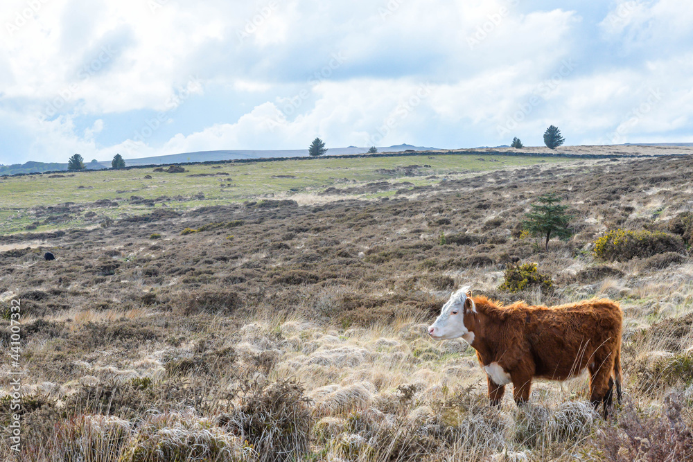Cows in Dartmoor National Park in England