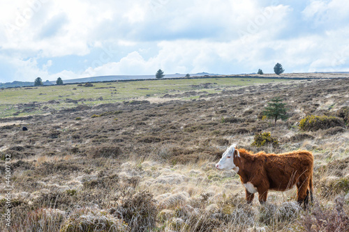Obraz na płótnie Cows in Dartmoor National Park in England w salonie