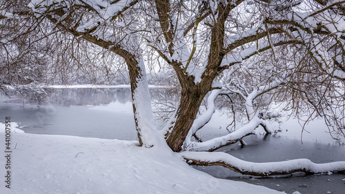 Sprawling trunk of a tree growing on the shore of a lake, covered with a layer of snow of white untouched snow