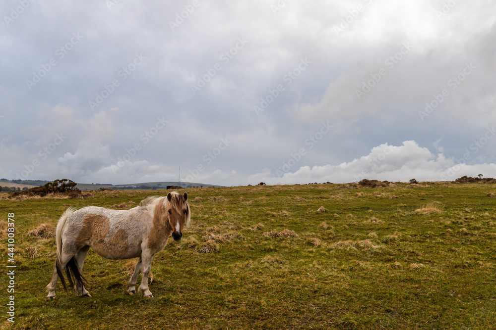 Horses in Dartmoor