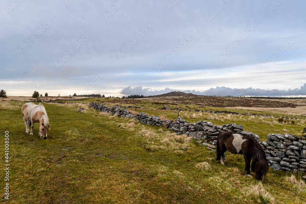 Horses in Dartmoor