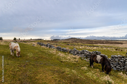 Obraz na płótnie Horses in Dartmoor w salonie