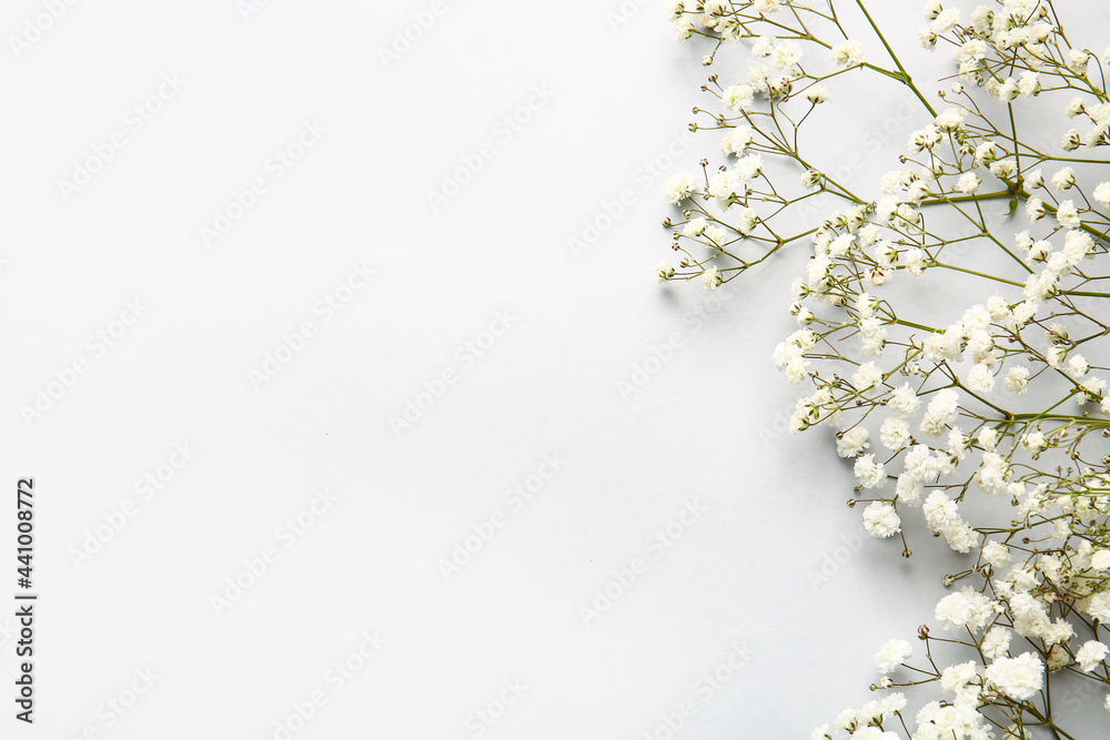 Obraz premium Beautiful gypsophila flowers on white background