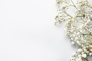 Beautiful gypsophila flowers on white background