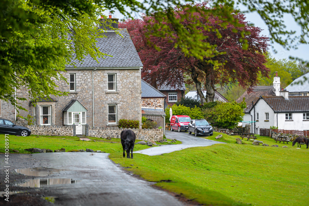 Cows in Dartmoor National Park in England