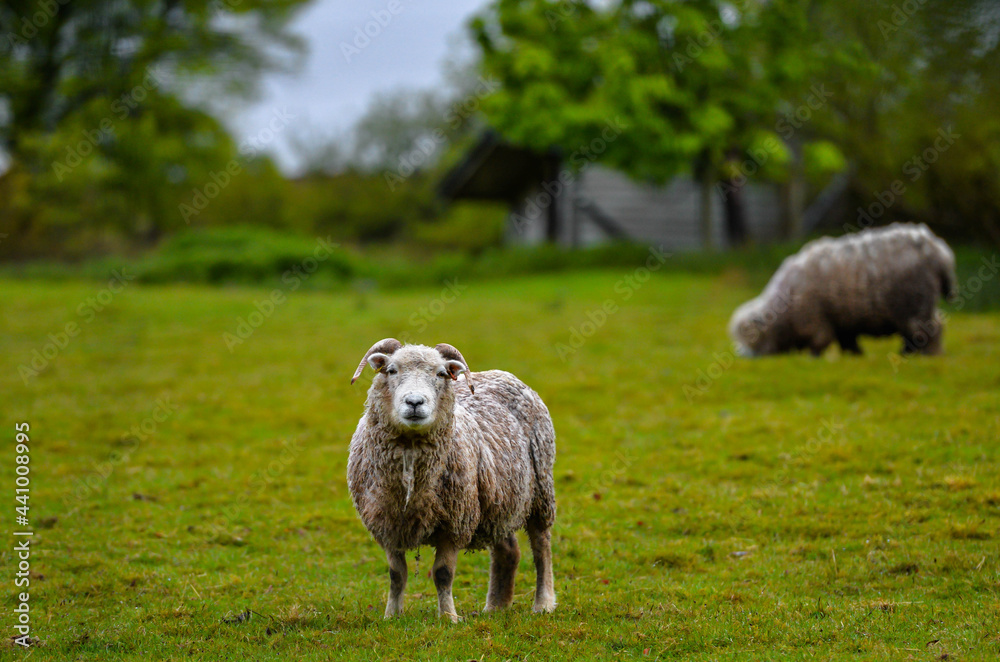Sheep in Dartmoor