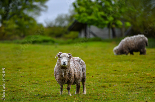 Obraz na płótnie Sheep in Dartmoor w salonie
