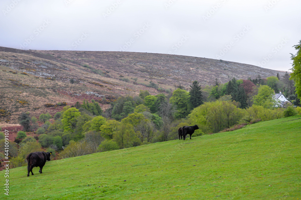 Cows in Dartmoor National Park in England Cows in Dartmoor National Park in England