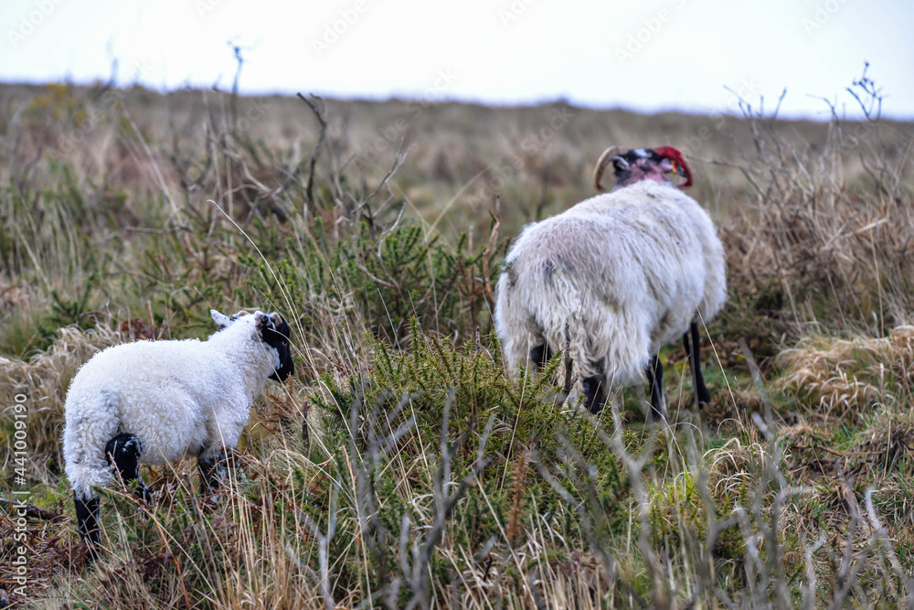 Sheep in Dartmoor