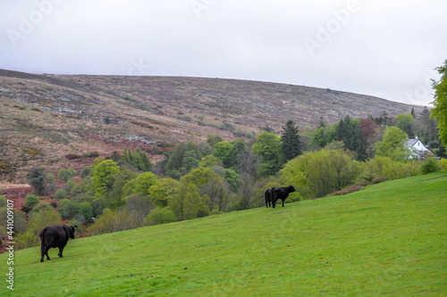 Obraz na płótnie Cows in Dartmoor National Park in England w salonie