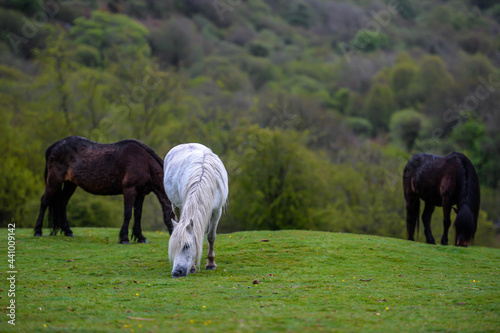Obraz na płótnie Horses in Dartmoor w salonie