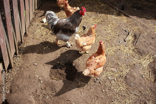 hen and chickens