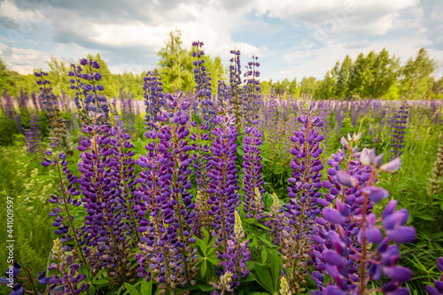 Blooming lupine in the field. Beautiful view of the valley with bright lupine flowers