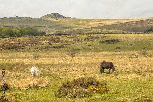Obraz na płótnie Horses in Dartmoor w salonie