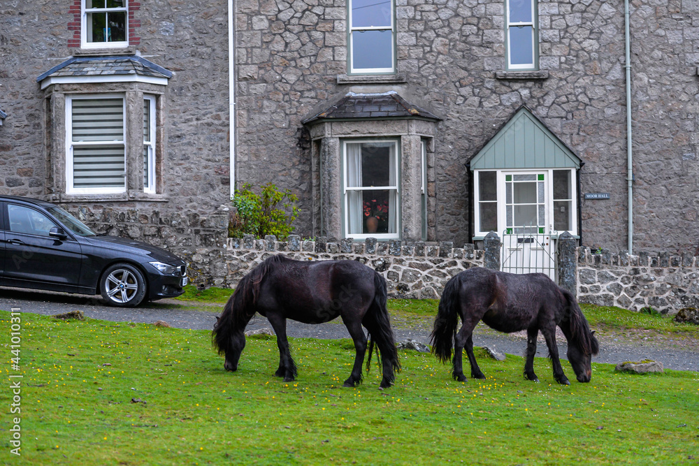 Horses in Dartmoor