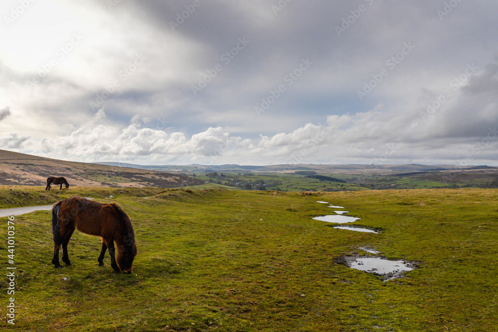 Horses in Dartmoor