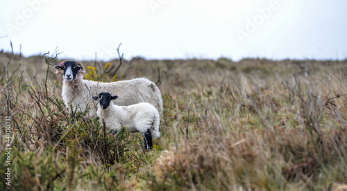 Obraz na płótnie Sheep in Dartmoor w salonie