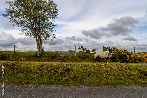 Obraz na płótnie Sheep in Dartmoor w salonie