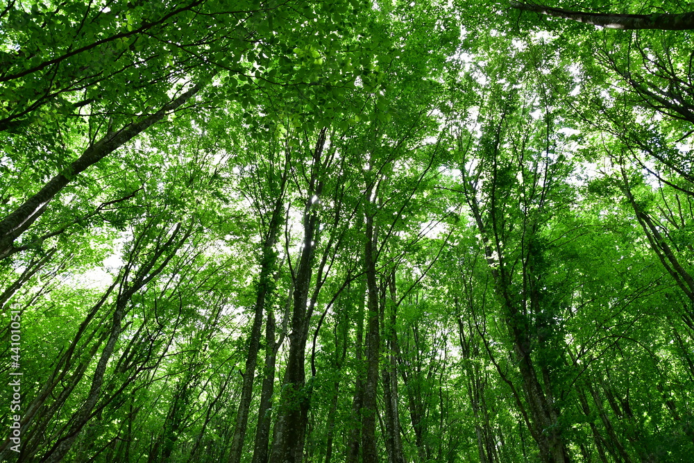 Foresta Foresta