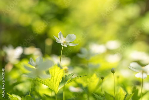 Flower anemone in the sunlight. Beautiful floral natural background. Selective soft focus.