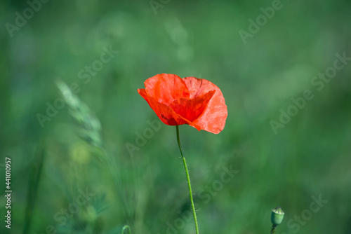 Closeup of one wild poppy in a meadow