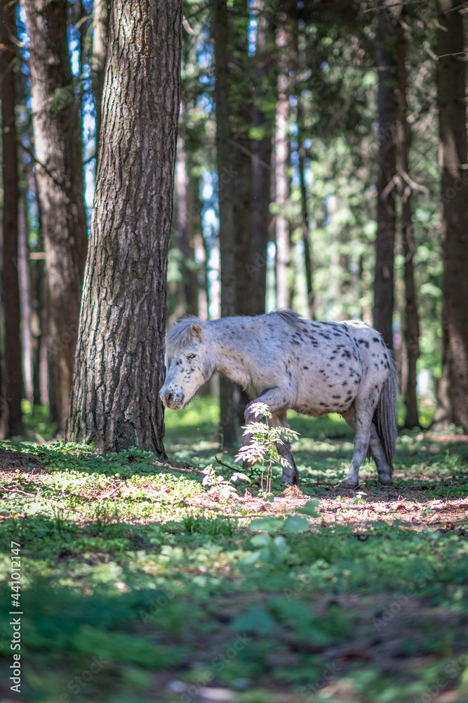 A beautiful piebald thoroughbred pony walks in the forest. A beautiful piebald thoroughbred pony walks in the forest.