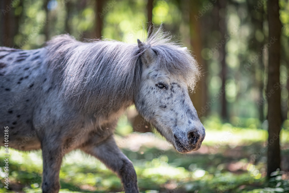 A beautiful piebald thoroughbred pony walks in the forest. A beautiful piebald thoroughbred pony walks in the forest.