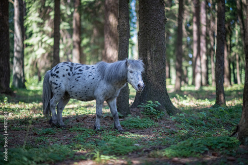 A beautiful piebald thoroughbred pony walks in the forest.