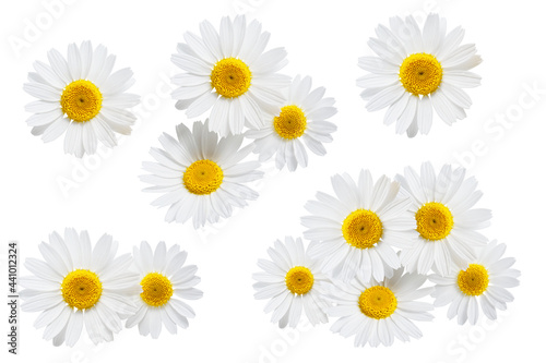 Daisies isolated on white background, collection © OSINSKIH AGENCY