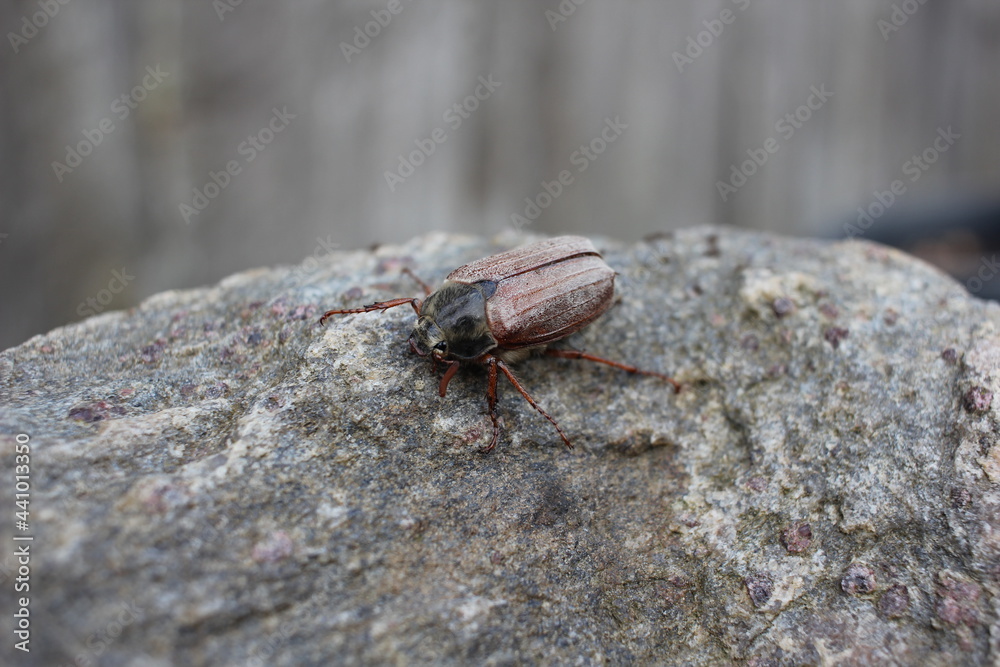 macro shot of a bug