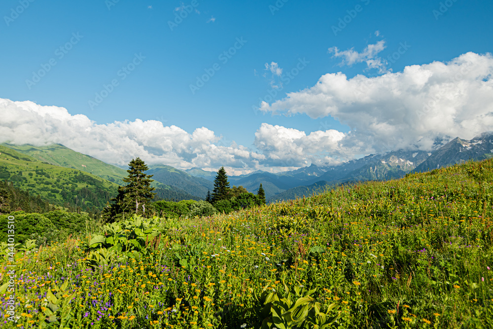 mountain landscape summer forests meadows grass flowers sky clouds