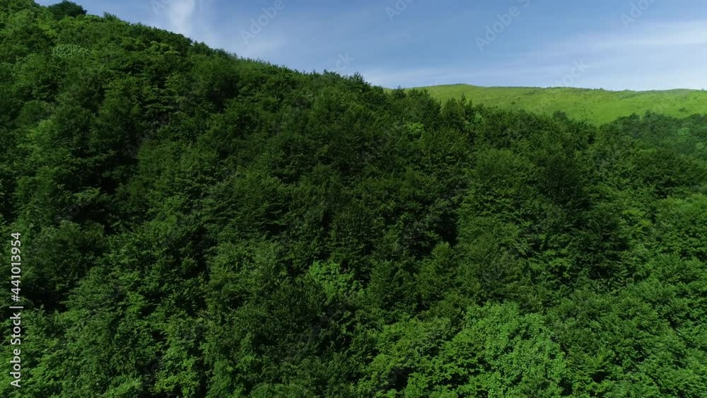 Aerial view of a beech forest in Carpathian Mountains, Ukraine. Flying over green trees forest. Mountain range Borzhava on background. Epic flight over mountain range covered by deciduous forest. Aerial view of a beech forest in Carpathian Mountains, Ukraine. Flying over green trees forest. Mountain range Borzhava on background. Epic flight over mountain range covered by deciduous forest.