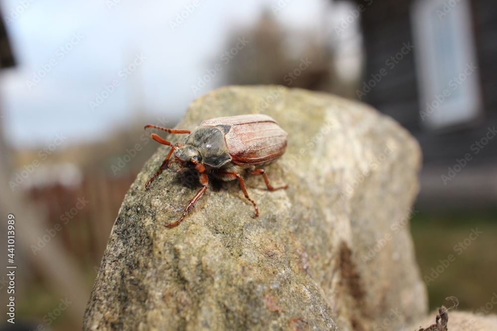 beetle on the ground