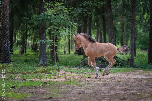 A beautiful thoroughbred playful foal runs through the forest. © shymar27