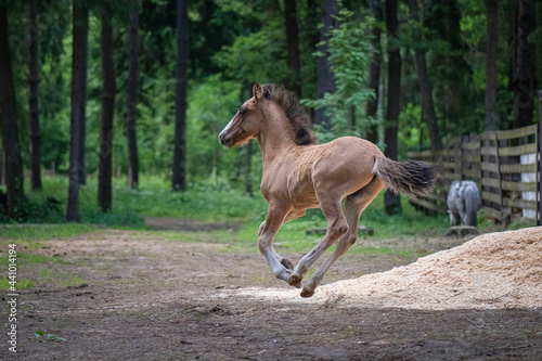A beautiful thoroughbred playful foal runs through the forest.