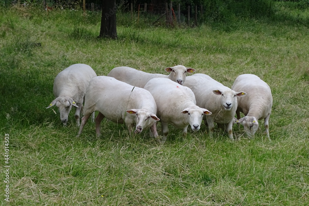 Geschorene Schafe auf der Weide Geschorene Schafe auf der Weide