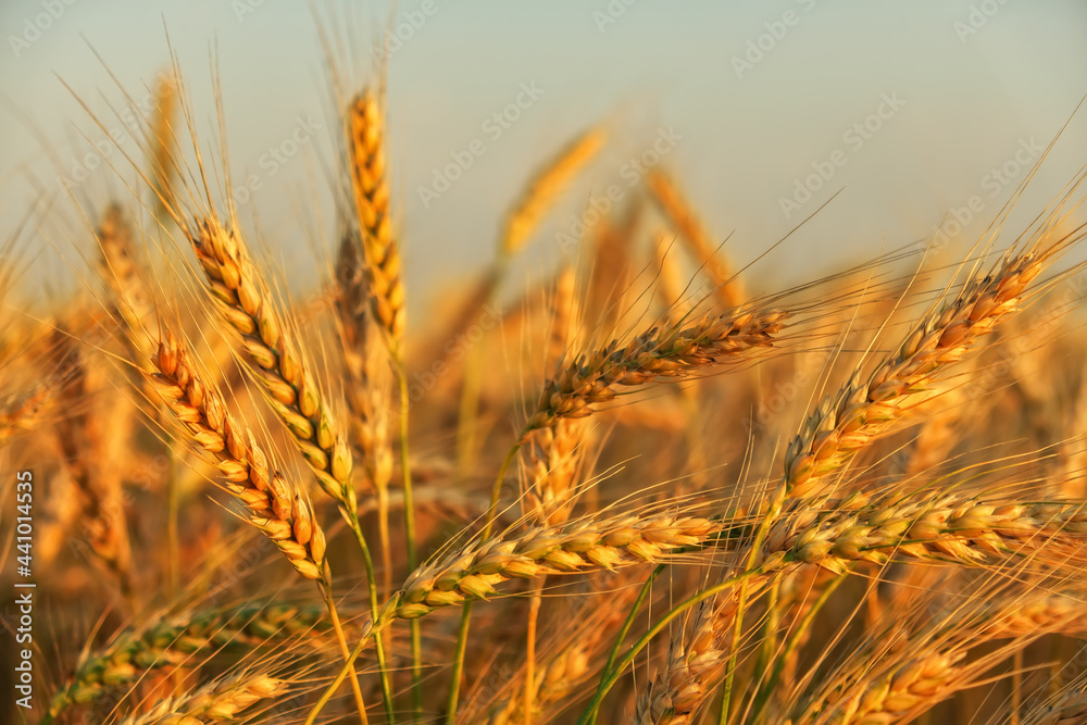 Wheat field. Ears of golden wheat close up. Beautiful Nature Sunset Landscape. Rural Scenery under Shining Sunlight. Background of ripening ears of meadow wheat field. Rich harvest Concept Wheat field. Ears of golden wheat close up. Beautiful Nature Sunset Landscape. Rural Scenery under Shining Sunlight. Background of ripening ears of meadow wheat field. Rich harvest Concept