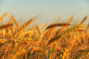 Wheat field. Ears of golden wheat close up. Beautiful Nature Sunset Landscape. Rural Scenery under Shining Sunlight. Background of ripening ears of meadow wheat field. Rich harvest Concept