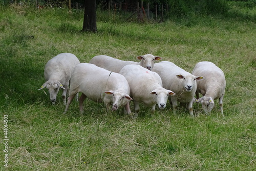 Geschorene Schafe auf der Weide