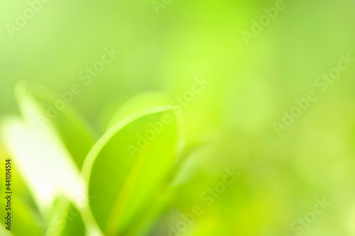 Closeup beautiful nature view of fresh green leaf on blurred backgrounds in garden under sunlight. Concept for background and backdrop. Copy space for your Text.