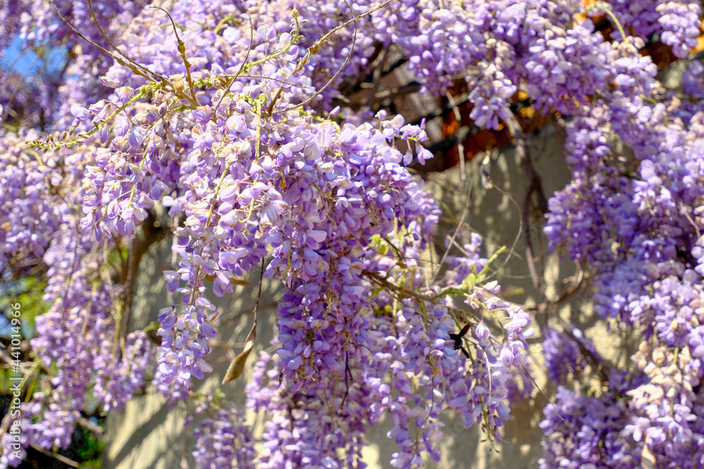 Purple wisteria flowers hanging on the fence across the blue sky. View from beneath. Natural background