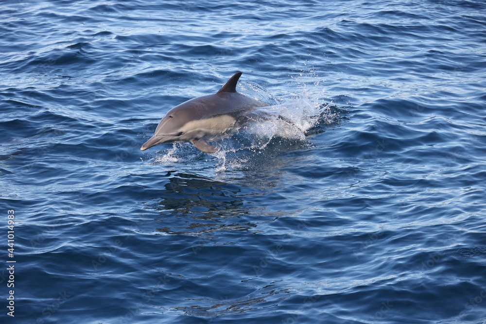 Fototapeta premium dolphin jumping out of water