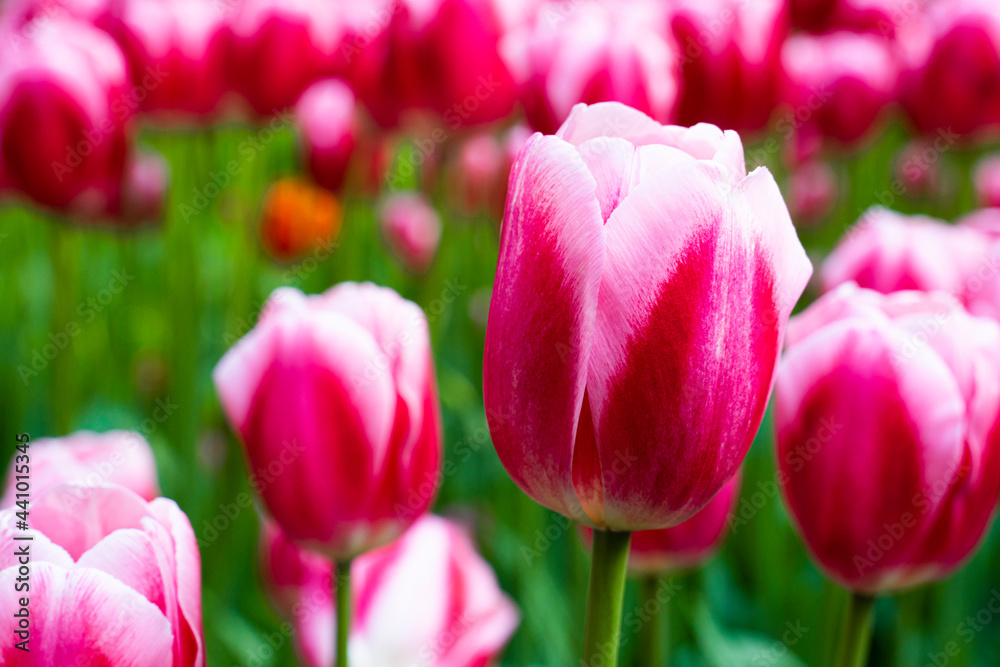 Pink tulip flower on a blurry background close-up. A field with tulips. Pink tulip flower on a blurry background close-up. A field with tulips.