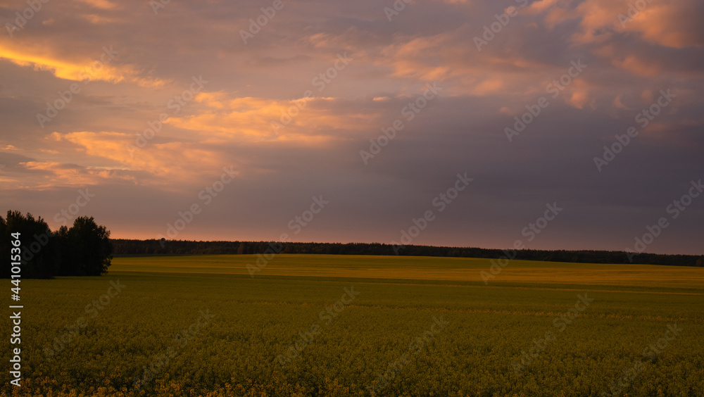 A field of yellow flowers in the orange rays of the setting sun