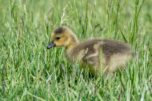Young canada geese running in the green grass