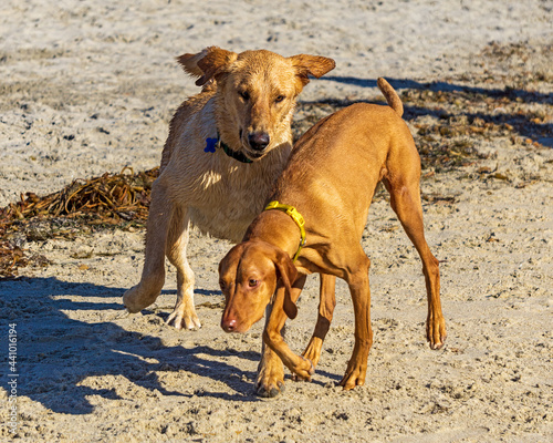 Dogs having fun at the beach